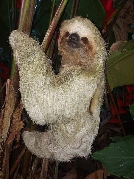 rio celeste sloth sanctuary Ticket and Guide