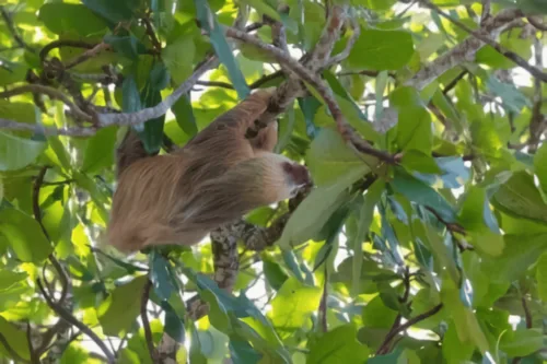 rio celeste sloth sanctuary Ticket and Guide