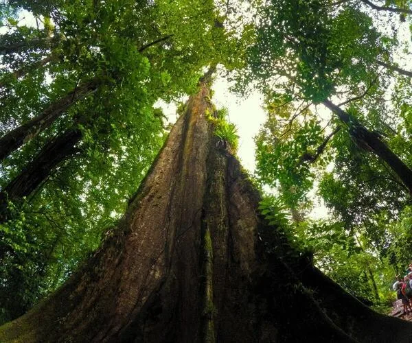 Discover La Ceiba de la Paz: The 400-Year-Old Giant Tree of Bijagua