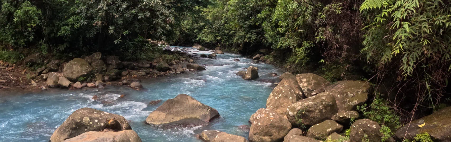 forest in the celeste river free pool