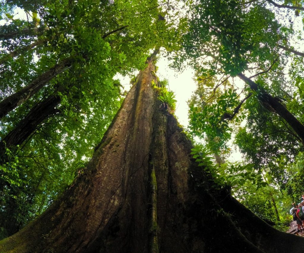 forest in costa-rica