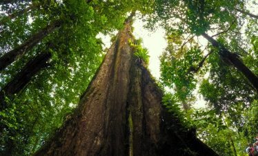 forest in costa-rica