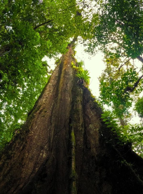 forest in costa-rica
