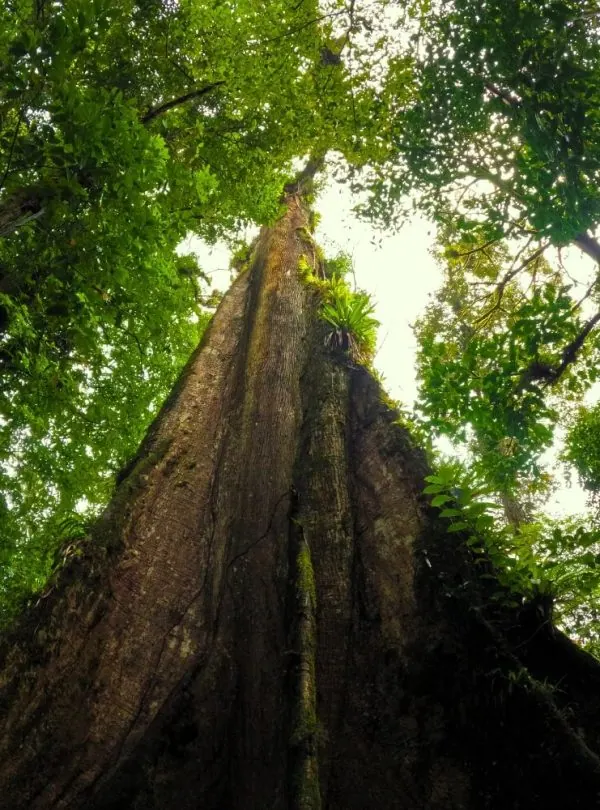 forest in costa-rica