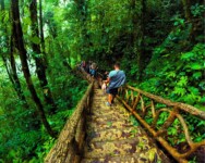 a group of people walking on a wooden bridge in the woods